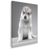 Tablou caine Husky Siberian Tablou canvas pe panza CU RAMA 50x70 cm