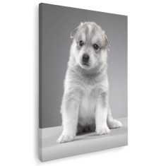 Tablou caine Husky Siberian Tablou canvas pe panza CU RAMA 20x30 cm