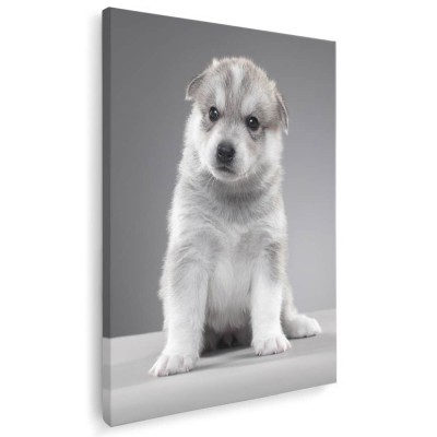 Tablou caine Husky Siberian Tablou canvas pe panza CU RAMA 80x120 cm foto
