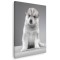Tablou caine Husky Siberian Tablou canvas pe panza CU RAMA 60x80 cm