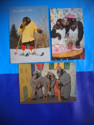 HOPCT LOT NR 1008 MAIMUTA / MAIMUTE -FAUNA -3 CARTI POSTALE-CIRCULATE foto