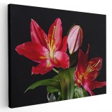 Tablou flori crini rosii Tablou canvas pe panza CU RAMA 50x70 cm