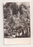 RF200 - Carte Postala - Cluj. Gradina Botanica, circulata 1960