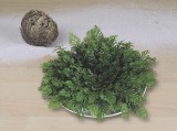Trandafir din Ierihon Westfalia 12 cm