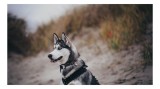 Tablou Canvas, "Husky contempl&acirc;nd peisajul de toamnă", C&acirc;ine, Husky, Plajă, Nisip, Vegetație, Cer, V&acirc;nt, Natură, Peisaj, Ochi Albaștri, 39 x 26 cm, CM