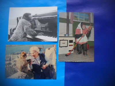 HOPCT LOT NR 436 MAIMUTA / MAIMUTE -FAUNA -3 CARTI POSTALE-CIRCULATE foto