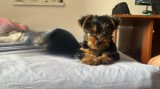 Vand Yorkshire Terrier