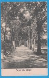 (79) CARTE POSTALA ROMANIA - SALISTE - PARCUL, Necirculata, Printata