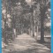 (79) CARTE POSTALA ROMANIA - SALISTE - PARCUL