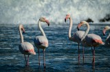 Tablou Canvas, "Flamingo roz &icirc;n valurile mării", Grup, Flamingo, Apa, Valuri, Roz, Elegant, Natura, Libertate, 39 x 26 cm, CMCLASS