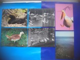 HOPCT LOT NR 368 PASARI DIN DELTA DUNARII -TULCEA-6 CARTI POSTALE-NECIRCULATE