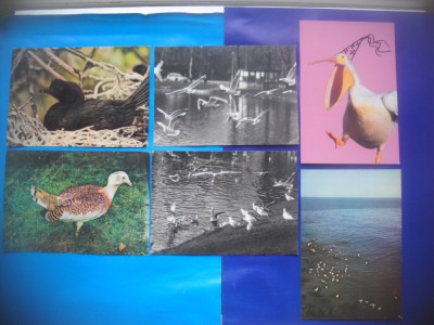 HOPCT LOT NR 368 PASARI DIN DELTA DUNARII -TULCEA-6 CARTI POSTALE-NECIRCULATE foto