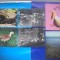 HOPCT LOT NR 368 PASARI DIN DELTA DUNARII -TULCEA-6 CARTI POSTALE-NECIRCULATE