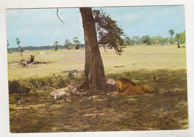 bnk cp Mozambic - Lei - uzata foto
