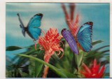 Bnk cp Carte postala 3D - Fluturi - Japonia Toppan, Circulata, Printata