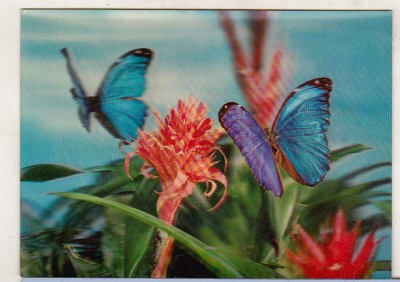 bnk cp Carte postala 3D - Fluturi - Japonia Toppan foto