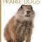 Prairie Dogs