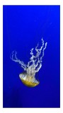 Tablou Canvas, "Meduză dans&acirc;nd &icirc;n ocean albastru", Translucidă, Grațioasă, Lumină, Oceanică, Albastră, Valsand, Etereală, Misterioasă, Meduză, Acvatic