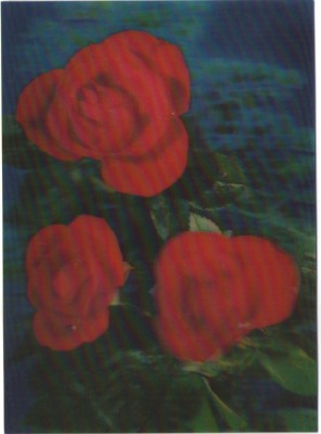 Vedere 3D, trandafiri - Germania foto