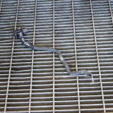 Senzor Presiune DPF BMW 3 F30 F80 2018 OEM 8098309 5380. Senzor Auto, Garantie