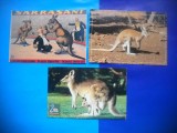 HOPCT LOT NR 430 CANGUR CANGURI -FAUNA -3 CARTI POSTALE-NECIRCULATE, Circulata, Printata