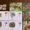 vietnam - anttilopa - serie 4 timbre MNH, 4 FDC, 4 maxime, fauna wwf