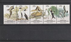 Fauna ,pasari,Teritoriul antartic Australian. foto