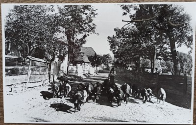 Taranca pe ulita cu purceii, anii&amp;#039; 30// reproducere de epoca foto