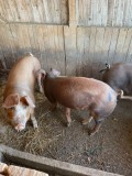V&icirc;nd porci duro &icirc;ntre 80 și 100 kg preț 15 lei kg