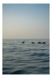 Tablou Canvas, "Delfini &icirc;n dansul dimineții marine", Ocean, Delfini, Valuri, Orizont, Cer, Apus, 26 x 39 cm, CMCLASS