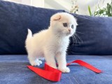 Pisoiaș alb ca zăpada, rasa Scottish Fold, (Pedigree)