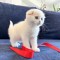 Pisoiaș alb ca zăpada, rasa Scottish Fold, (Pedigree)