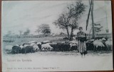 Carte postala, Cioban roma cu turma, inceput de secol XX