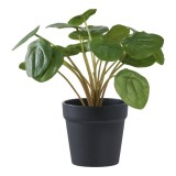 Pilea műn&ouml;v&eacute;ny, z&ouml;ld 28 cm