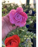 Ranunculus asiaticus F1 Mache Mix, planta ghiveci 11cm, Oem