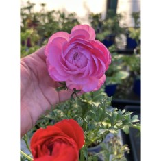 Ranunculus asiaticus F1 Mache Mix, planta ghiveci 11cm