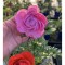 Ranunculus asiaticus F1 Mache Mix, planta ghiveci 11cm