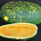 Pepene verde , lebenita MOON AND STARS - 5 seminte pentru semanat