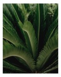 Tablou Canvas, "Frunzele delicate ale palmierului verde", Frunze, Verzi, Simetrie, Textura, Frumusețe, Natură, Delicatețe, Linii, Profunzime, 26 x 39