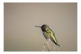 Tablou Canvas Colibri pe crenguță solitară, Artă Naturală, 39 x 26 cm, CMCLASS