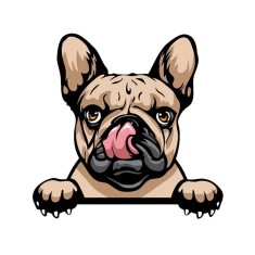 Sticker Auto, Buldog Francez, 10 cm, 13000ST foto