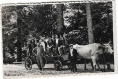 D96 Car cu boi anii 1930 foto