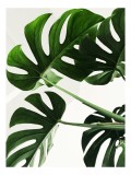 Tablou Canvas, "Frunzele verzi ale monstei uriașe", Verde, Frunze, Monstera, Lumină, Forme, Naturale, Textură, Frumusețe, 26 x 39 cm, CMCLASS