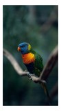Tablou Canvas, "Papagal viu colorat pe creanga", Pene, Colorat, Pasăre, Ramură, Fundal, Portocaliu, Albastru, Verde, Zvelt, Exotic, 26 x 39 cm, CMCLAS