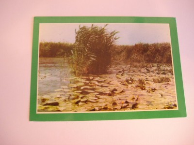 QW24 D - Carte postala - tematica turism - vedere - Delta Dunarii 7 foto