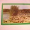 QW24 D - Carte postala - tematica turism - vedere - Delta Dunarii 7