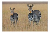Tablou Canvas, "zebre pe c&acirc;mpie uscată", Nu pot să &icirc;ți spun cine sunt persoanele sau animalele din imagine., 39 x 26 cm, CMCLASS
