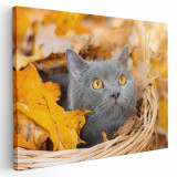 Tablou pisica gri in cosulet frunze toamna pisici Tablou canvas pe panza CU RAMA 40x60 cm