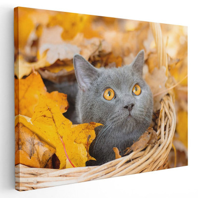 Tablou pisica gri in cosulet frunze toamna pisici Tablou canvas pe panza CU RAMA 50x70 cm foto