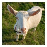 Tablou Canvas, "Capra &icirc;n lumina apusului bl&acirc;nd", Goat, Grass, Green, Ears, Collar, Nature, Curious, Outdoor, 26 x 39 cm, CMCLASS